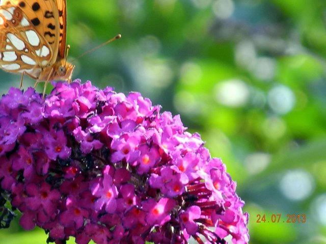 Noch ein flinkes Fotos von Schmetterling Sommerflieder