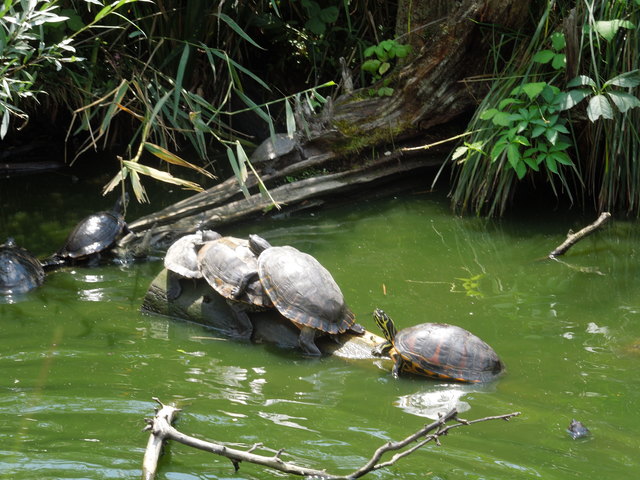 Sonnenbad im Reptilienzoo Happ