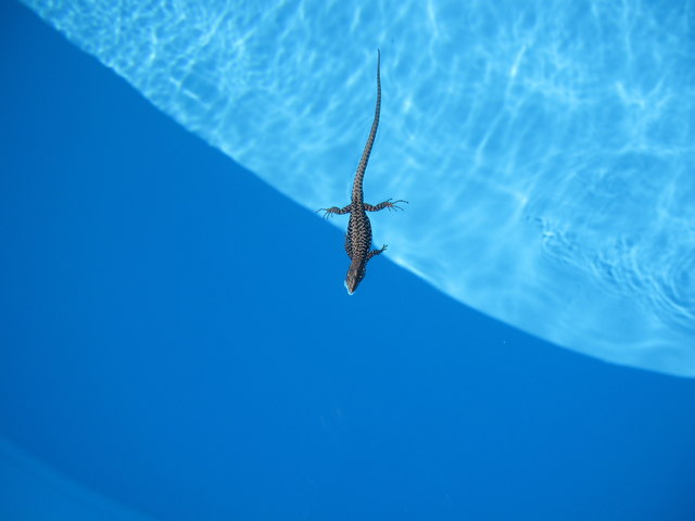 Eidechse im Pool
