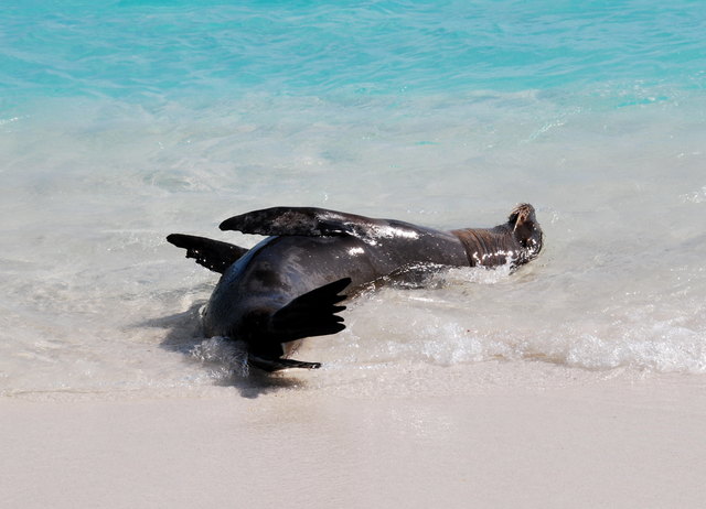 So richtig schön im Wasser suhlen....