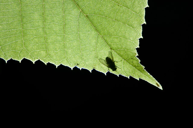 Natur im Augarten