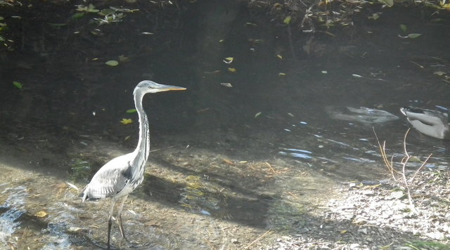 Besuch am Petersbach