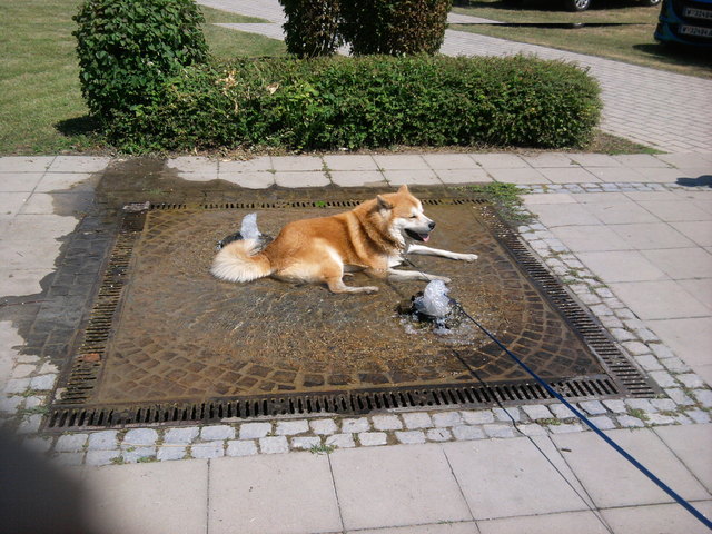 Coole Hundstage