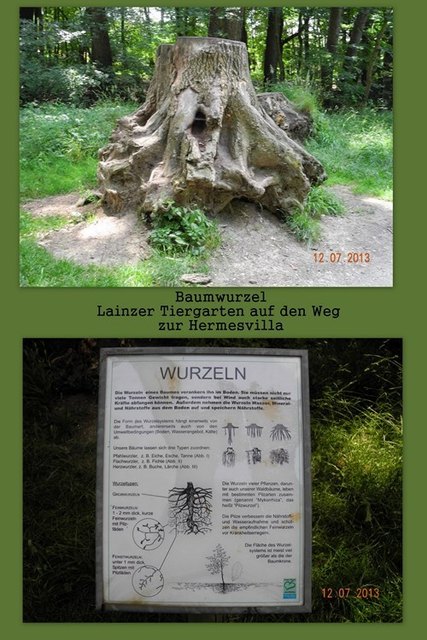 Baumwurzel im Lainzer Tiergarten mit Beschreibung super