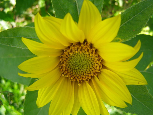 Sonnenblume..............Glücklich zu sein und andere glücklich zu machen, sonst hast du auf Erden nichts zu tun.