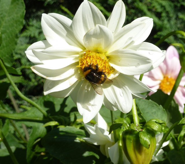 Gartensommer