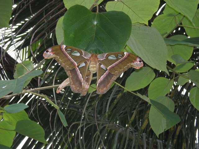 Der größte Schmetterling, der "Atlasfalter" bei der Eiablage, aufgenommen auf den Philippinen