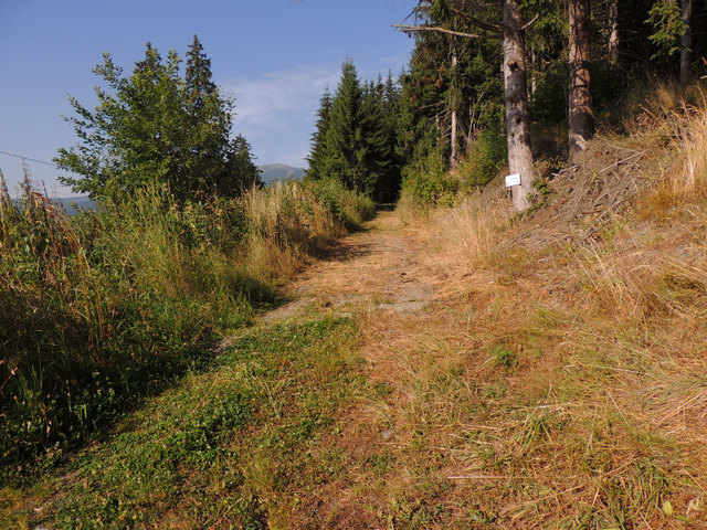 Am Waldrand. Dürre und Austrocknung bis in den Wald