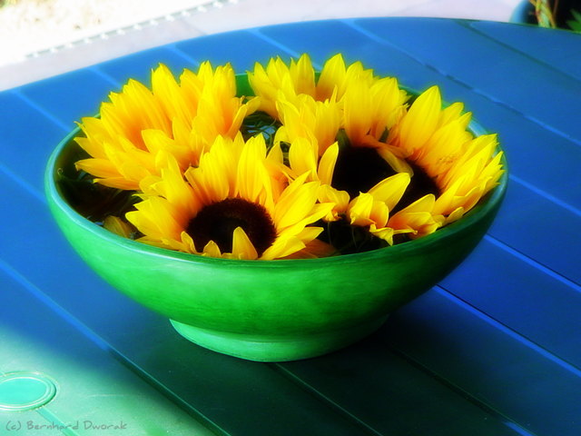 Sonnenblumen
