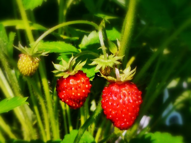 Walderdbeeren