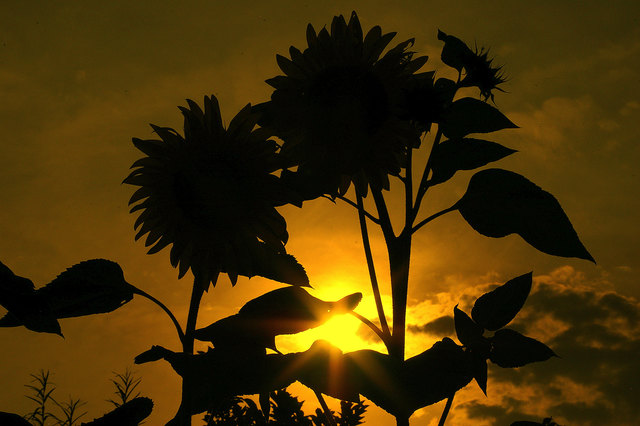 Sonnenblumen in der Abendsonne