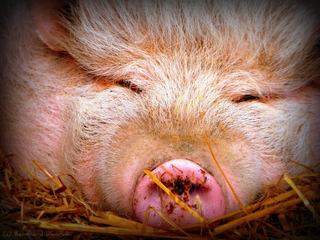Mampfin - das Hängebauchschwein vom Hochkönig