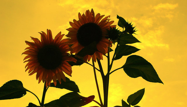 Sonnenblumen in Abendlicht