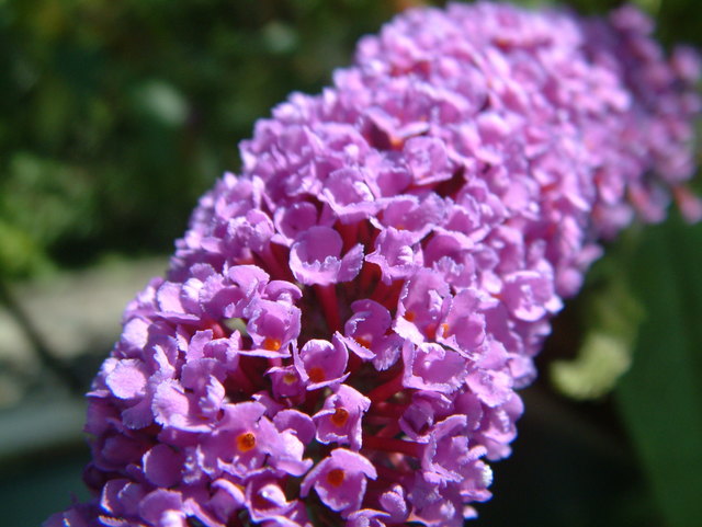 Schmetterlingsstrauch - Buddleia