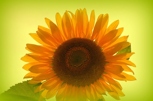 Ein Sommertraum