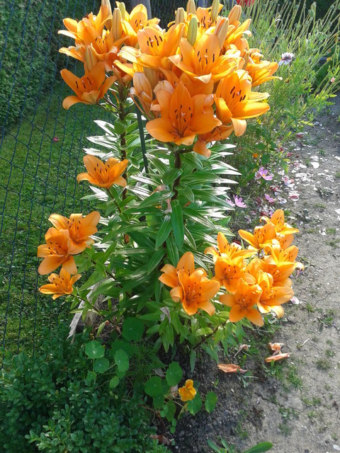 LILIEN IM GARTEN