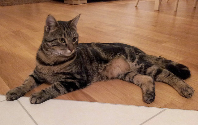 In Unterpremstätten entlaufen: Kater Rocco wird von seiner Familie vermisst.