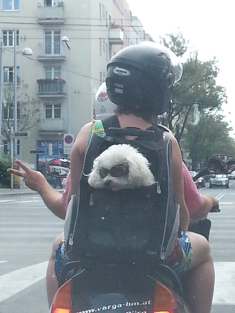 Cooler Hund auf großer Ausfahrt!