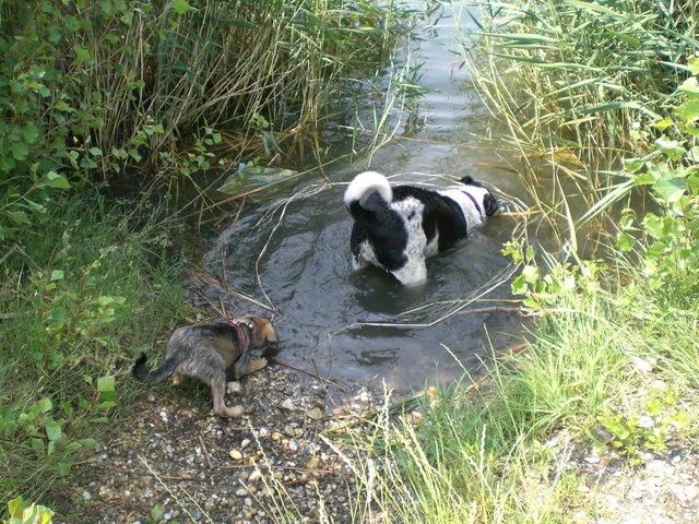 Balu und Inka beim Tauchen