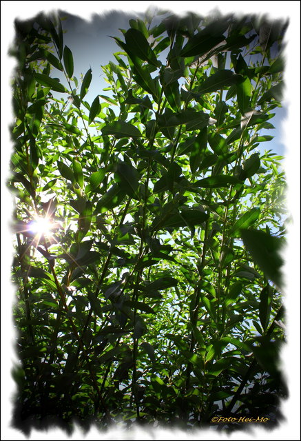 Diese Rote Weide steht in meinem Garten und wird jedes Jahr komplett zurückgeschnitten. Sie dankt es mir mit heftigem Wachstum und Palmkätzchen!