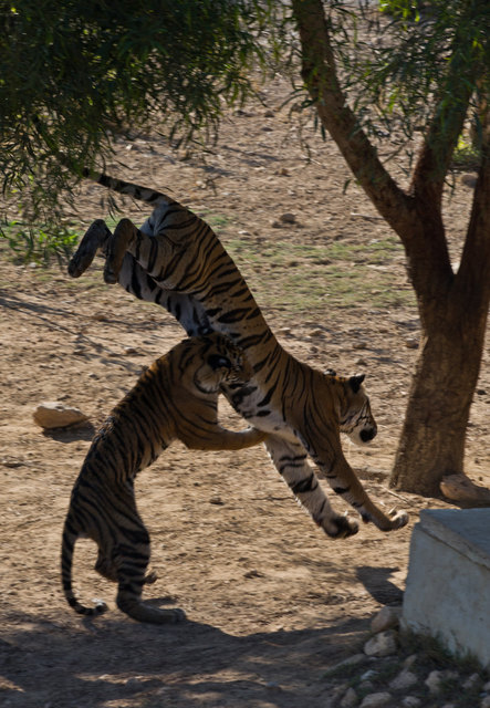 Spielen - Friguia Park, Tunisia