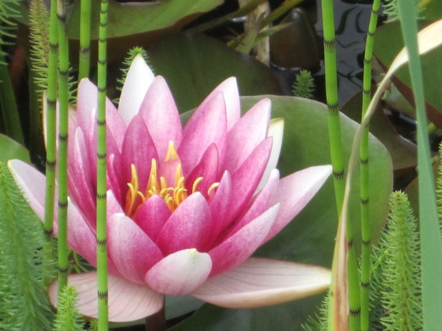 Seerose im Stiftsgarten - Stift Altenburg