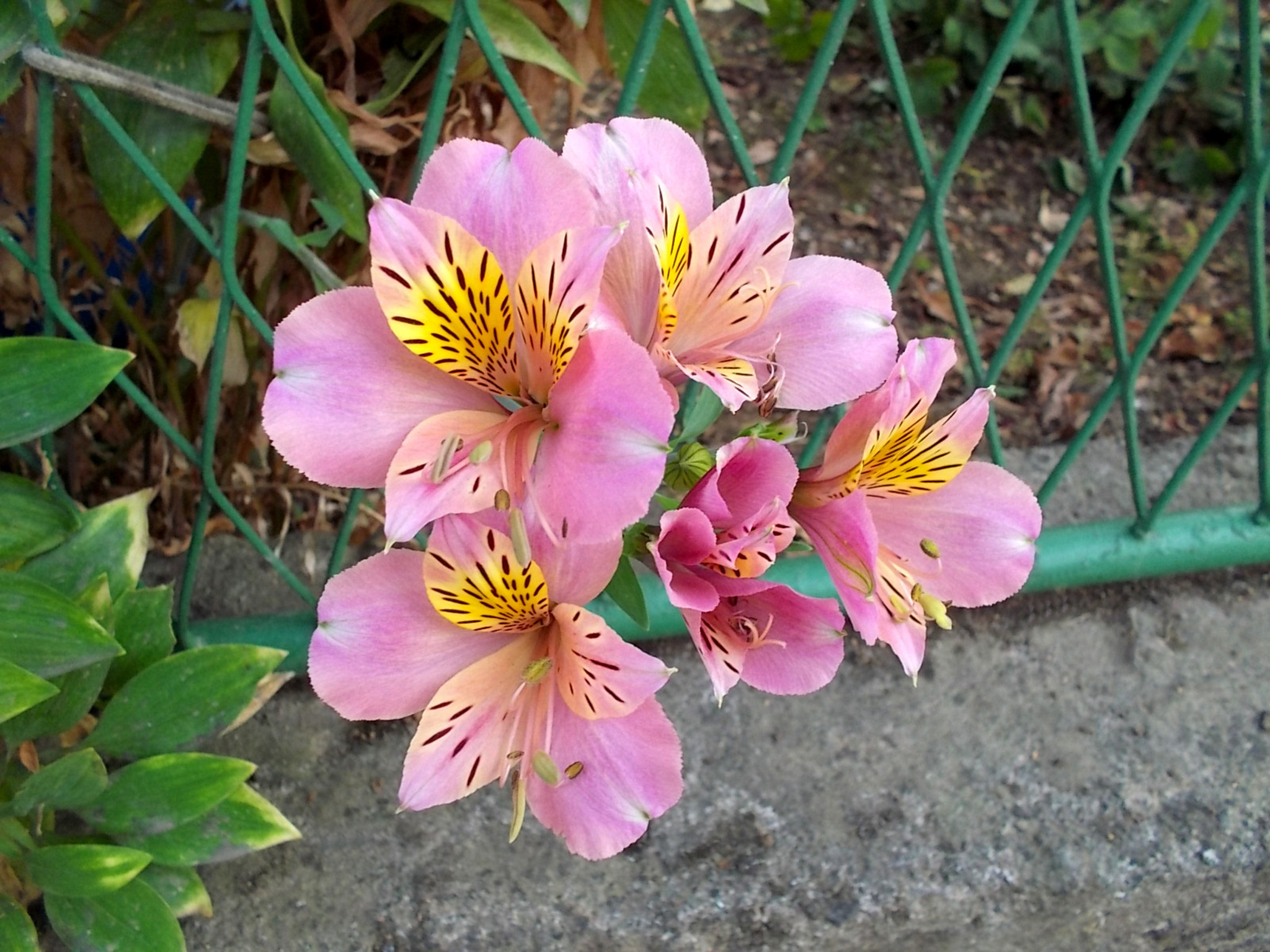 Ein hübscher Gartenschmuck!...Doch, wie heisst die Blume? Klagenfurt