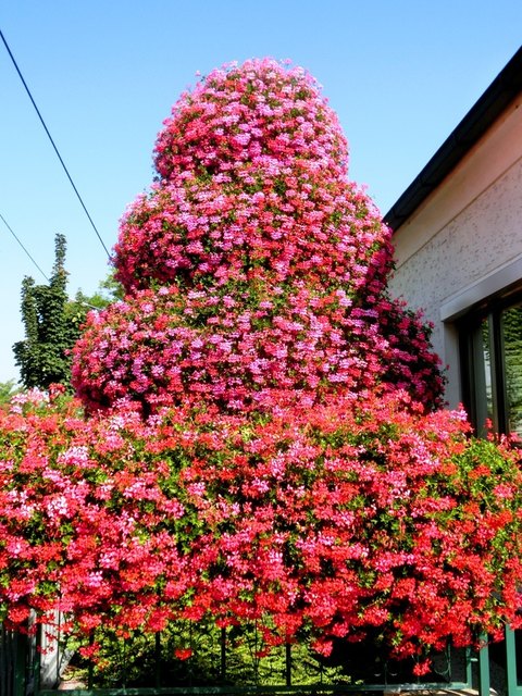 SOMMERBLÜTENPRACHT