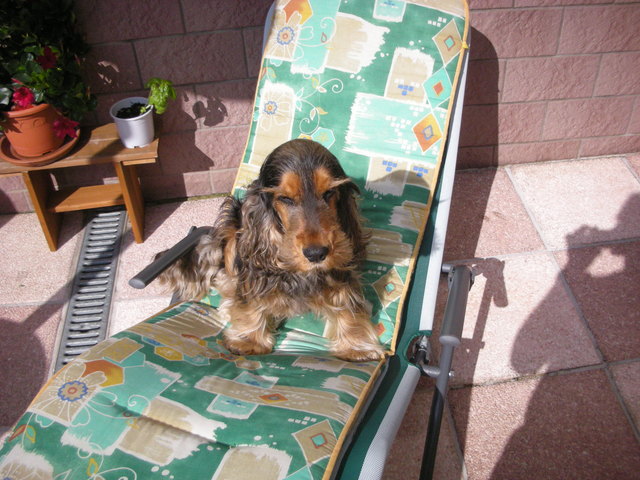 Unser Liebling beim Sonnen - er ist schon ganz braun !