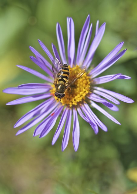 Alpen-Aster mit Besucher und schon wieder verblüht auf der sonnigen Rax.