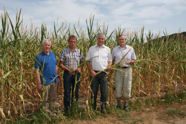 In einem Maisfeld in Allhartsberg: Anton Wagner, Johann Bösendorfer, Anton Kasser und Klaus Hirner.