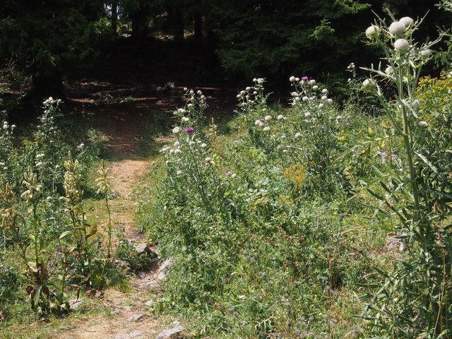 "Distelwald" am Weg zur Edelweißhütte