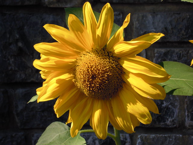 Strahlend wie die Sonne im Sommer