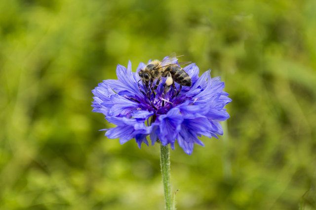 Bienen haben keinen Urlaub