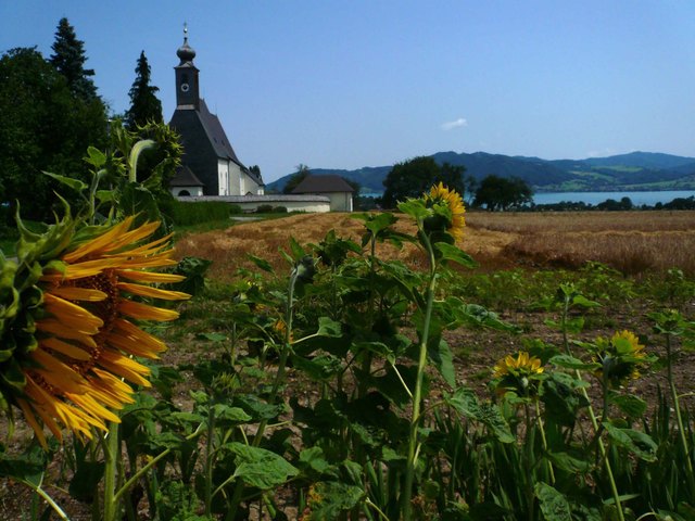 Sommer in Abtsdorf am Attersee