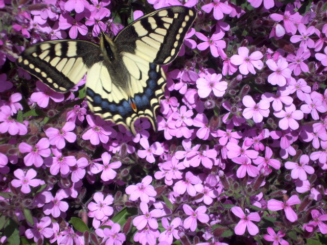 Foto: Rosmarie Jäger