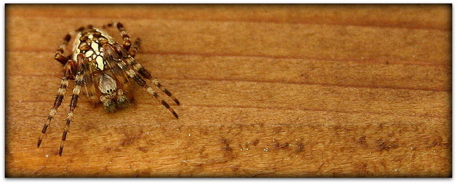 Foto: Günther Weber