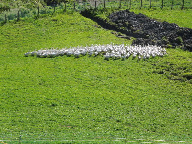 Wieviel Gänse sind auf der Bio-Gesundheitsfarm?