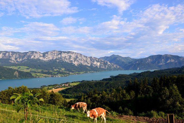 ländliche Idylle am Attersee