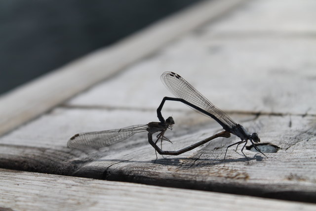 Libellen am See