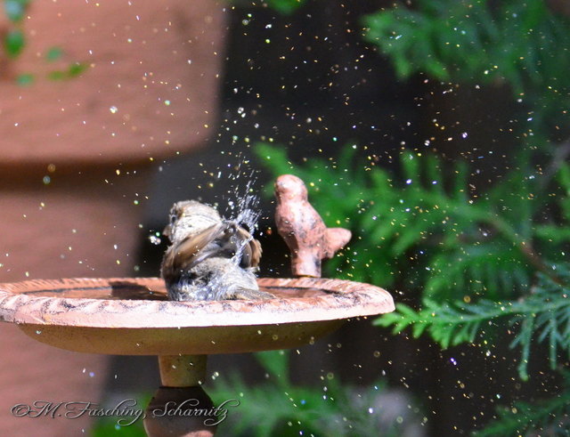 Foto: Markus Fasching