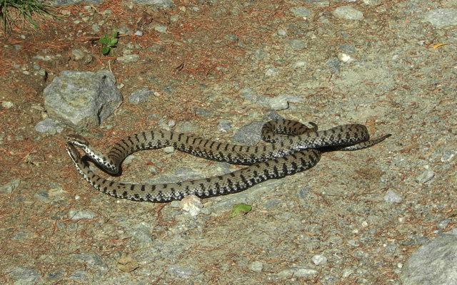 Foto: Josef Pfeifhofer