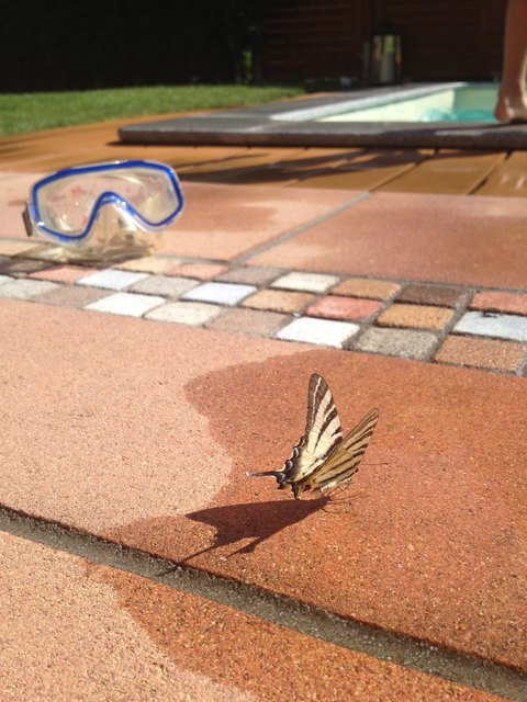 Besuch im Garten
