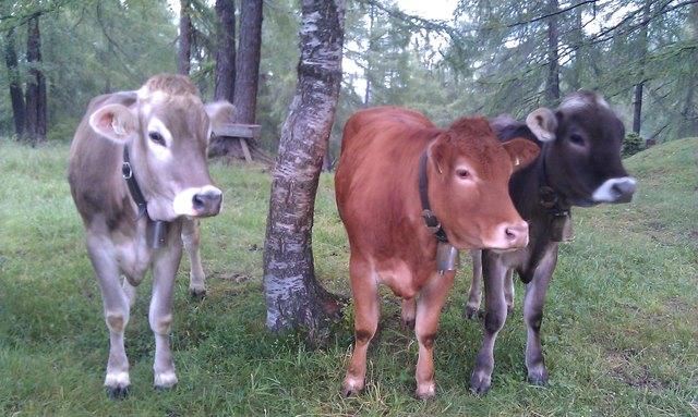 Foto: Michaela Wallner