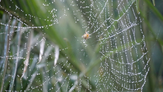 "..iii, Spinne"