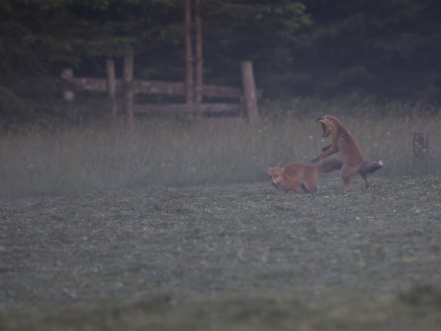 Foto: Dieter Fuerrutter