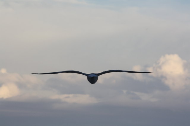 Möwe beim Abendflug in Bibione
