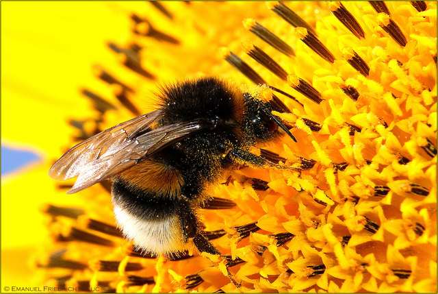 Brave Hummel bei der nützlichen Bestäubung der Blüten.Viele Härchen auf den Beinen für Gerti :-)