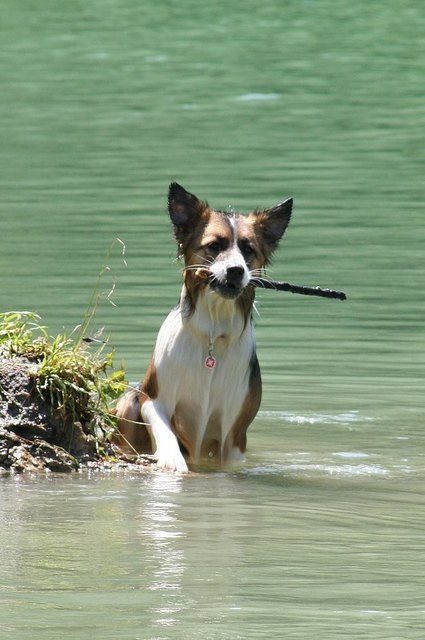 Gremlin Luna am Teich in Kaltenleutgeben