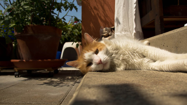 Siesta